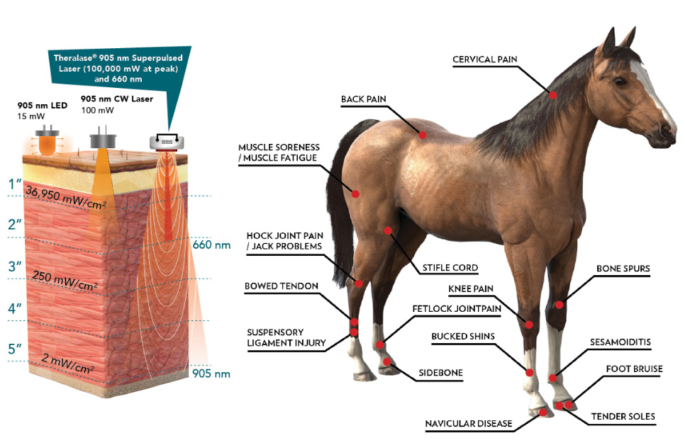 equine treatable conditions